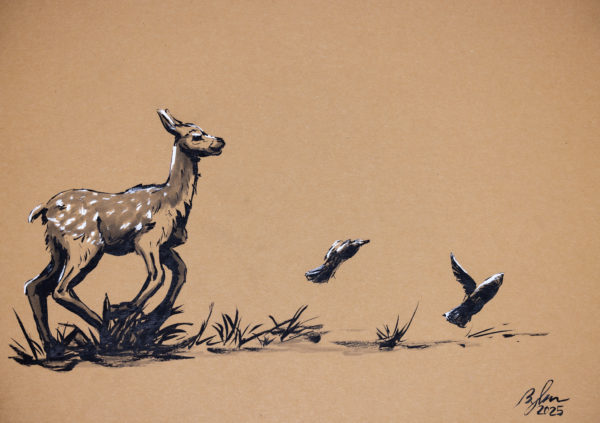 Deer drawing