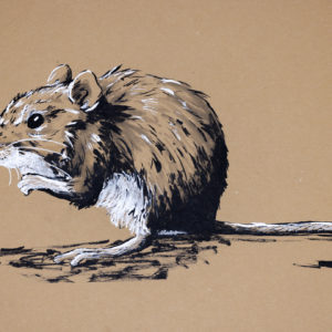 Fieldmouse Drawing