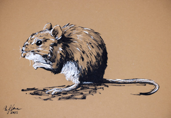 Fieldmouse Drawing