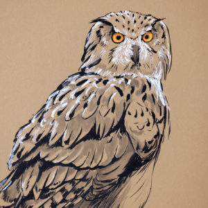 Eagle Owl drawing