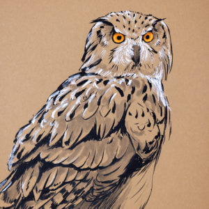 Eagle Owl drawing