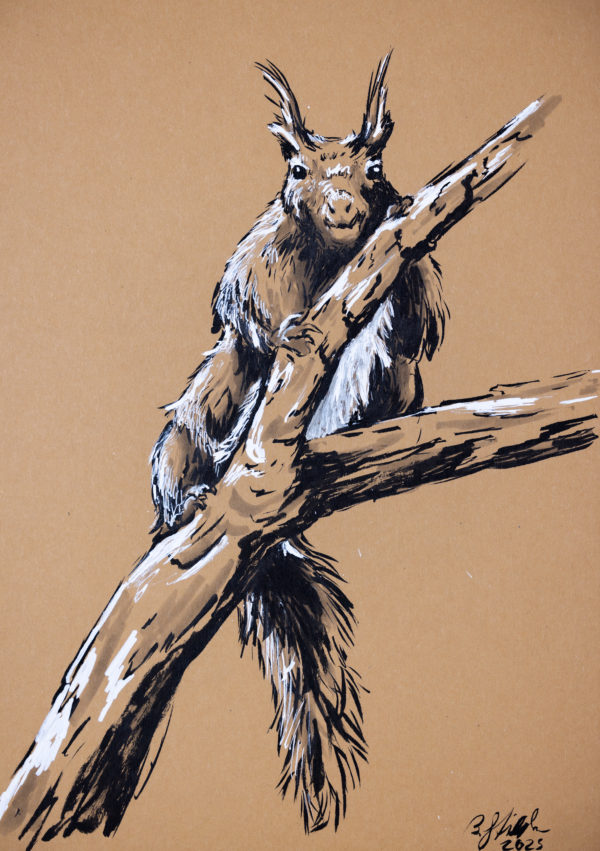 Squirel drawing