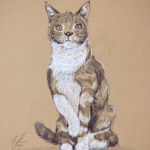 Cat drawing