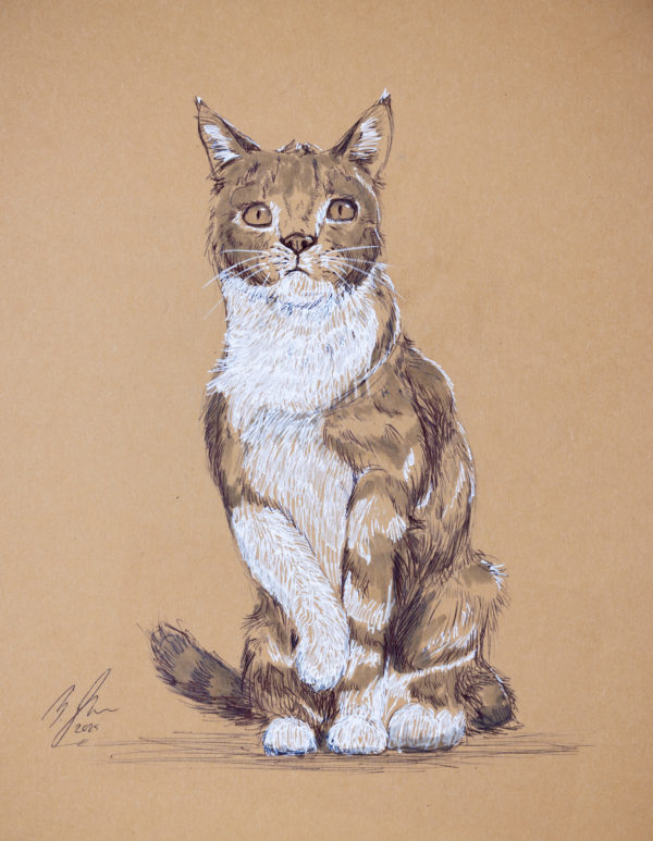 Cat drawing