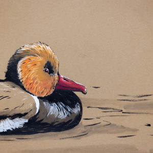 Red-crested Pochard Duck drawing