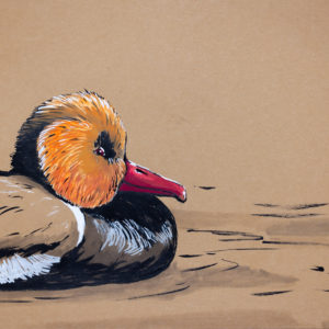 Red-crested Pochard Duck drawing