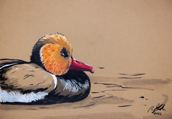 Red-crested Pochard Duck drawing