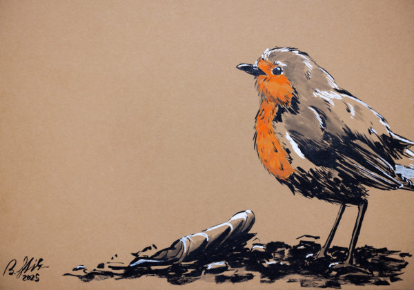 Robin drawing