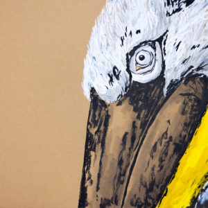 Pelican drawing