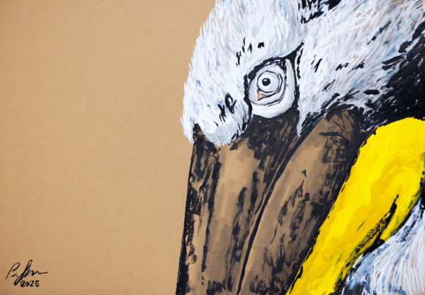 Pelican drawing