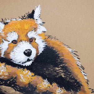 Red Panda drawing