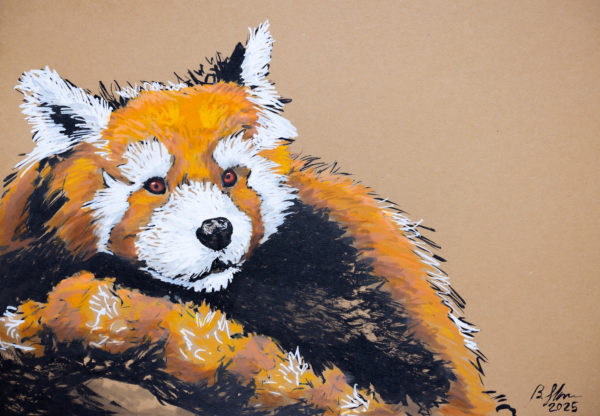 Red Panda drawing
